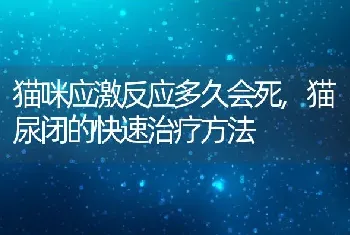 猫咪应激反应多久会死，猫尿闭的快速治疗方法