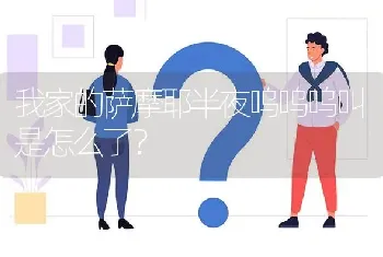 我家的萨摩耶半夜呜呜呜叫是怎么了？