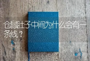 仓鼠肚子中间为什么会有一条线？