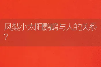 凤梨小太阳鹦鹉与人的关系？