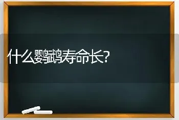 什么鹦鹉寿命长？