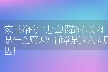 家里养的牛怎么喂都不长肉是什么原因？通常是这六大原因！