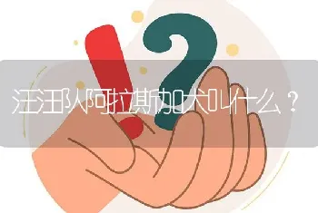 汪汪队阿拉斯加犬叫什么？