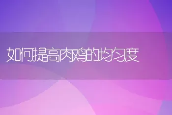 如何提高肉鸡的均匀度