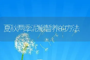 夏秋两季泥鳅暂养的方法