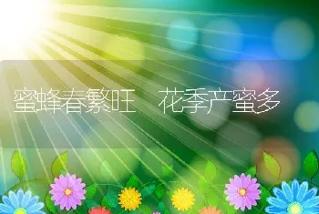 蜜蜂春繁旺花季产蜜多