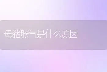 母猪胀气是什么原因