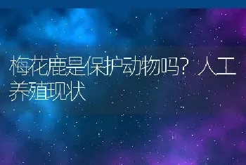 梅花鹿是保护动物吗？人工养殖现状