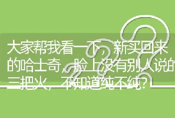 大家帮我看一下，新买回来的哈士奇，脸上没有别人说的三把火，不知道纯不纯？