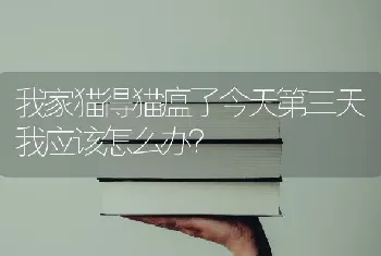 我家猫得猫瘟了今天第三天我应该怎么办？