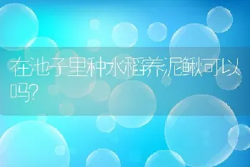 在池子里种水稻养泥鳅可以吗？