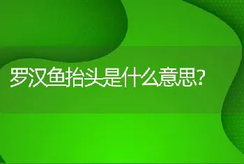 罗汉鱼抬头是什么意思？