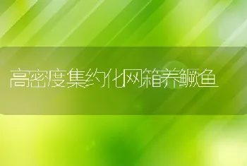 高密度集约化网箱养鳜鱼