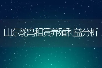 山东鸵鸟租赁养殖利益分析