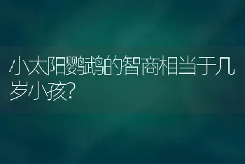 小太阳鹦鹉的智商相当于几岁小孩？