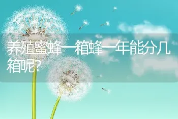 养殖蜜蜂一箱蜂一年能分几箱呢？