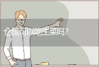 仓鼠可以吃生菜吗？