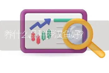 养什么品种罗汉鱼好？