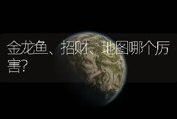 金龙鱼、招财、地图哪个厉害？