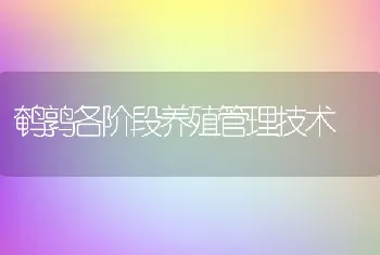 鹌鹑各阶段养殖管理技术