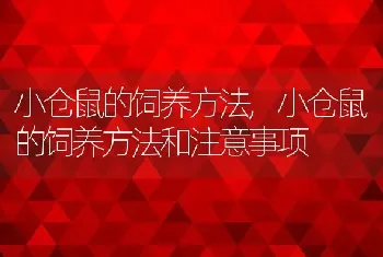 小仓鼠的饲养方法，小仓鼠的饲养方法和注意事项