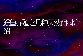 鳗鱼养殖之几种天然饵料介绍