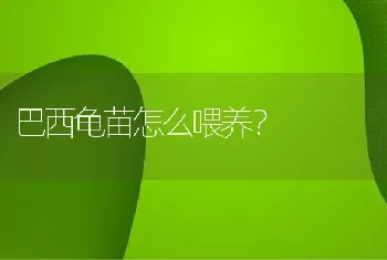 巴西龟苗怎么喂养？