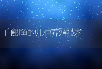 白鲫鱼的几种养殖技术