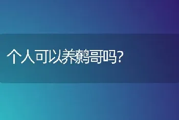 个人可以养鹩哥吗？