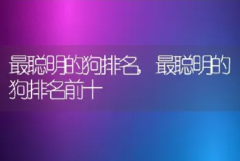 最聪明的狗排名，最聪明的狗排名前十