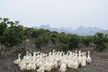 鹅病治疗的五大注意事项