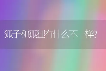 狐子和狐狸有什么不一样？