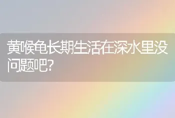 黄喉龟长期生活在深水里没问题吧？