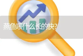 燕鱼喂什么长的快？