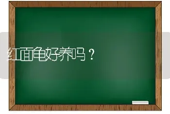 红面龟好养吗？