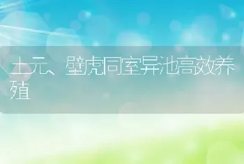 土元、壁虎同室异池高效养殖