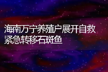 海南万宁养殖户展开自救 紧急转移石斑鱼