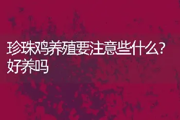 珍珠鸡养殖要注意些什么？好养吗