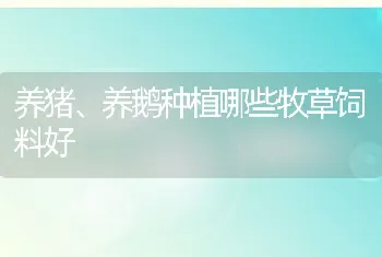 养猪、养鹅种植哪些牧草饲料好