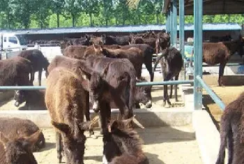 肉驴养殖该如何驱虫祛病