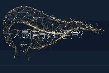 为什么比熊喜欢跑步？