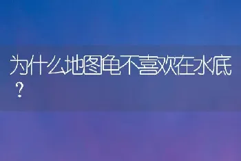 为什么地图龟不喜欢在水底？