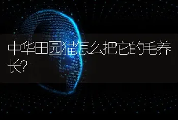 中华田园猫怎么把它的毛养长？