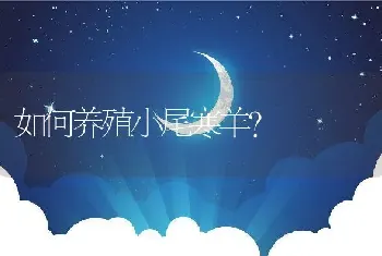 如何养殖小尾寒羊？