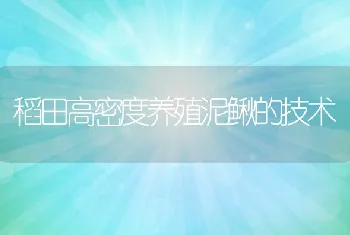 稻田高密度养殖泥鳅的技术