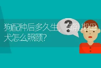 狗配种后多久生，哺乳期母犬怎么照顾？