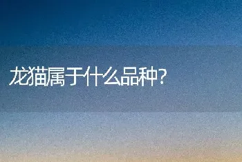 龙猫属于什么品种？