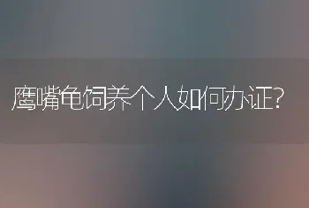 鹰嘴龟饲养个人如何办证？