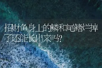 招财鱼身上的鳞和尾鳍烂掉了还能长出来吗？