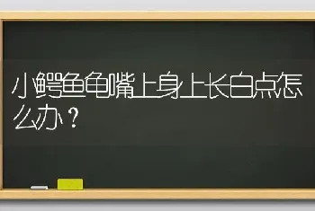 小鳄鱼龟嘴上身上长白点怎么办？